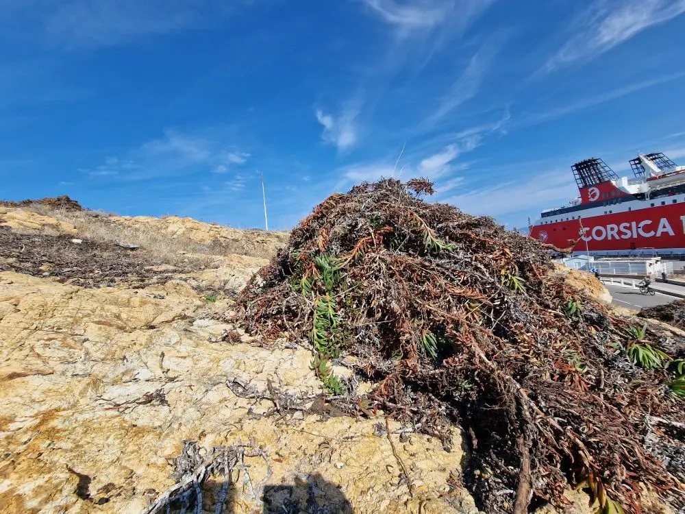 Bothier - Actualité - Arrachage des griffes de sorcières sur l’île de La Pietra, en Corse