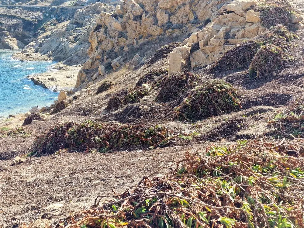 Bothier - Actualité - Arrachage des griffes de sorcières sur l’île de La Pietra, en Corse