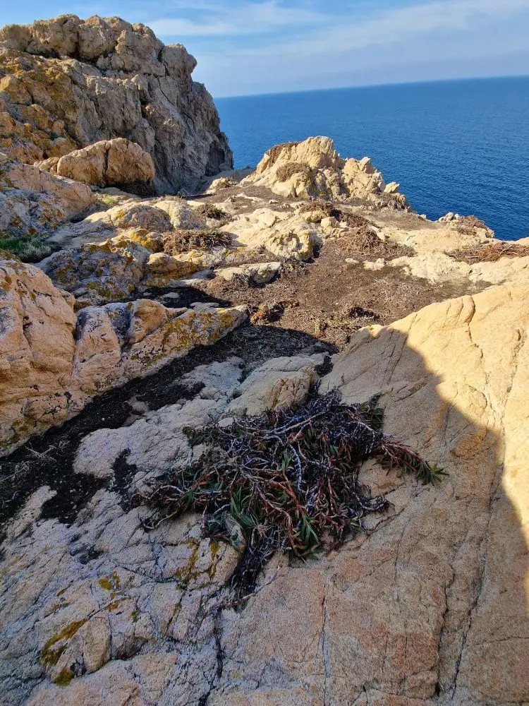 Bothier - Actualité - Arrachage des griffes de sorcières sur l’île de La Pietra, en Corse
