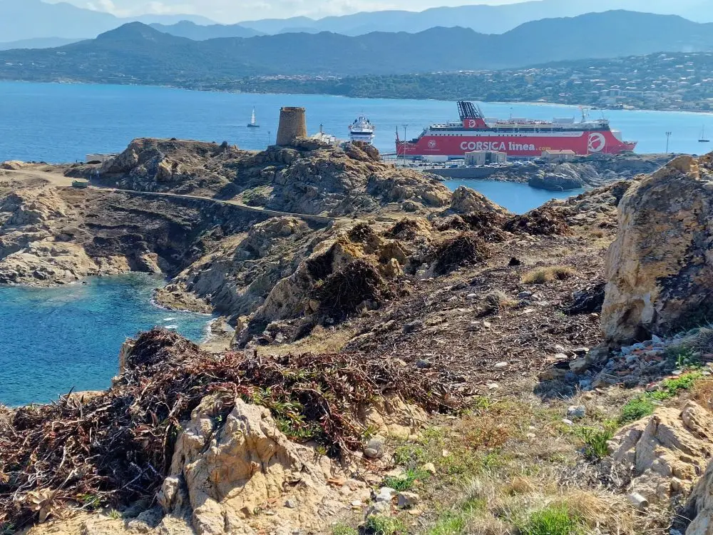 Bothier - Actualité - Arrachage des griffes de sorcières sur l’île de La Pietra, en Corse